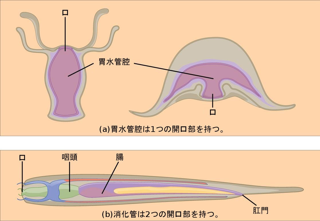 生物学 第2版 — 第34章 動物の栄養摂取と消化器系 —. Japanese