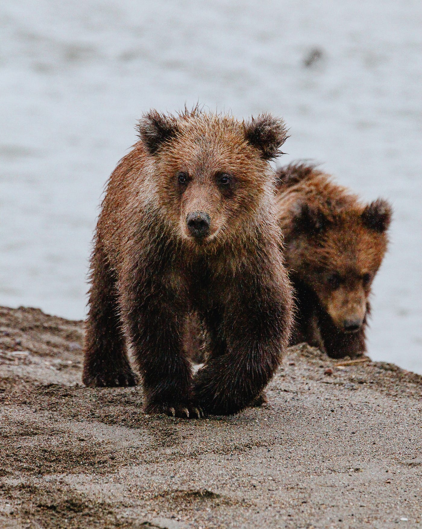 How a Face to Face with a Grizzly Bear Helped Me Take Better Photos by tom oconnor Medium