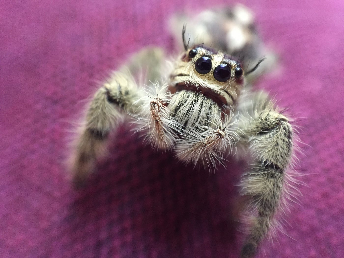 In the Mood for a Spood? Meet the up-and-coming pet: the Regal Jumping  Spider, Community