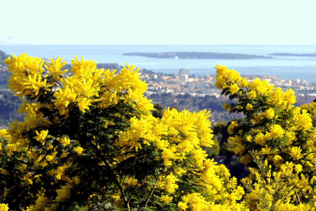 La splendeur jaune d'or de la route du Mimosa sur la Côte d'Azur