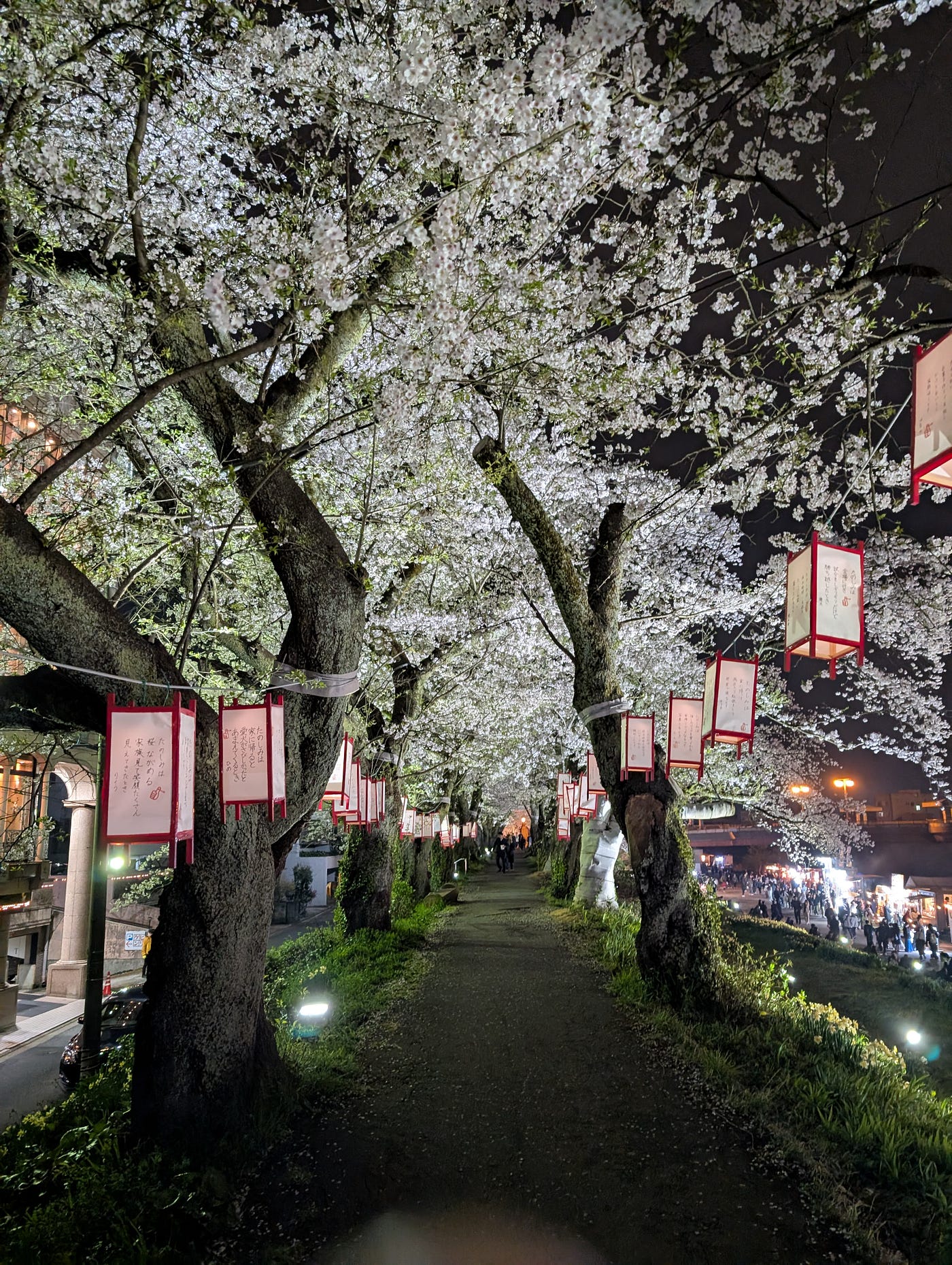 Waka Ooishi (大石 わか) | Under the Cherry Blossoms in Full