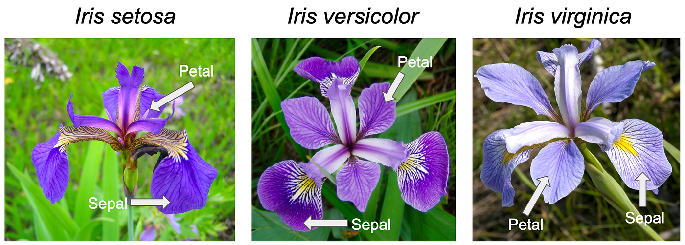 The Iris Dataset — A Little Bit of History and Biology | by Yong Cui |  Towards Data Science