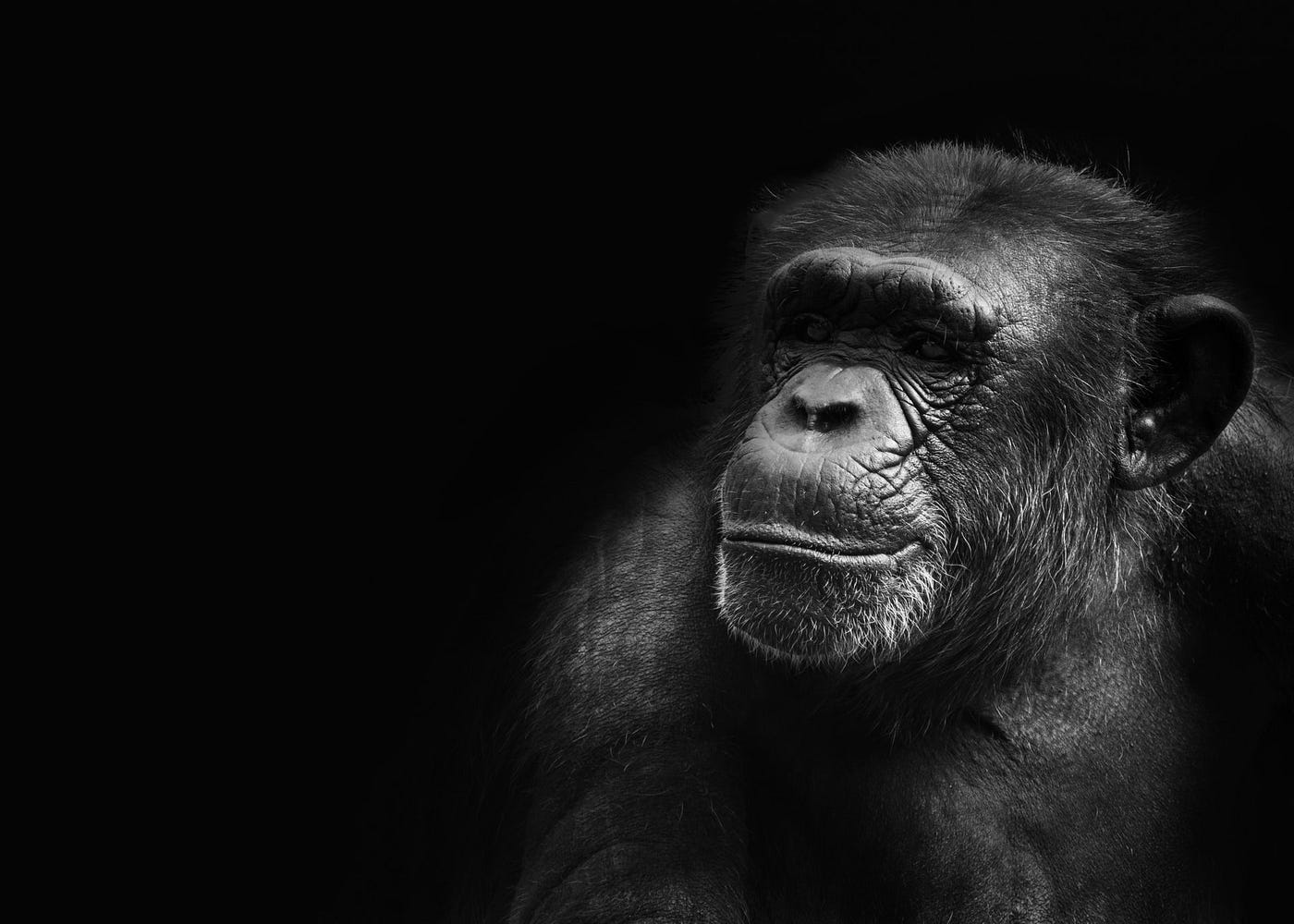 Crypto Comics — What is Aping. I tried to explain what Aping is in… | by  xuanling11 | Coinmonks | Medium