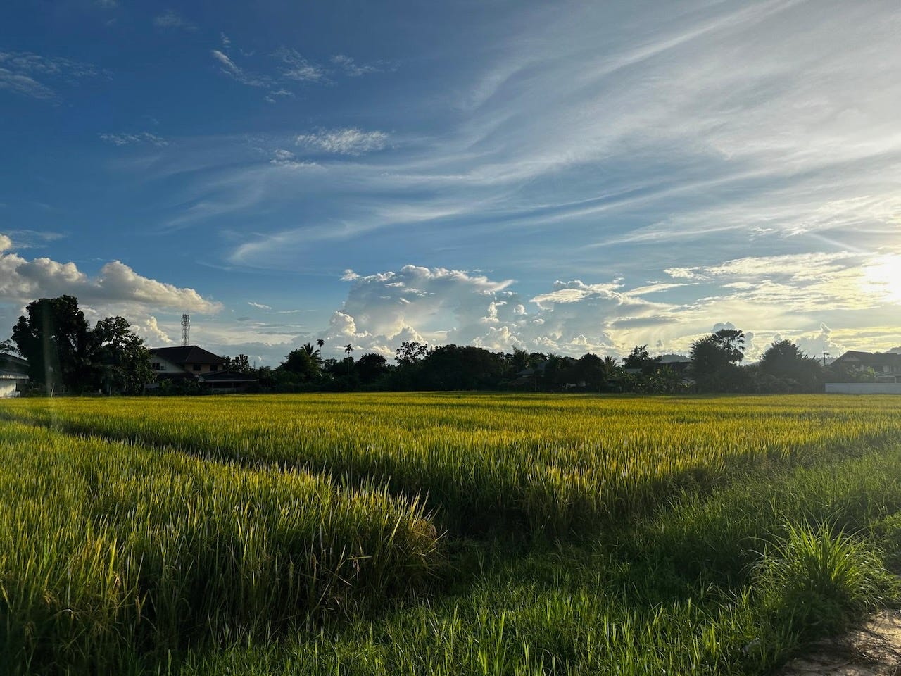Rice Fields in Northern Thailand