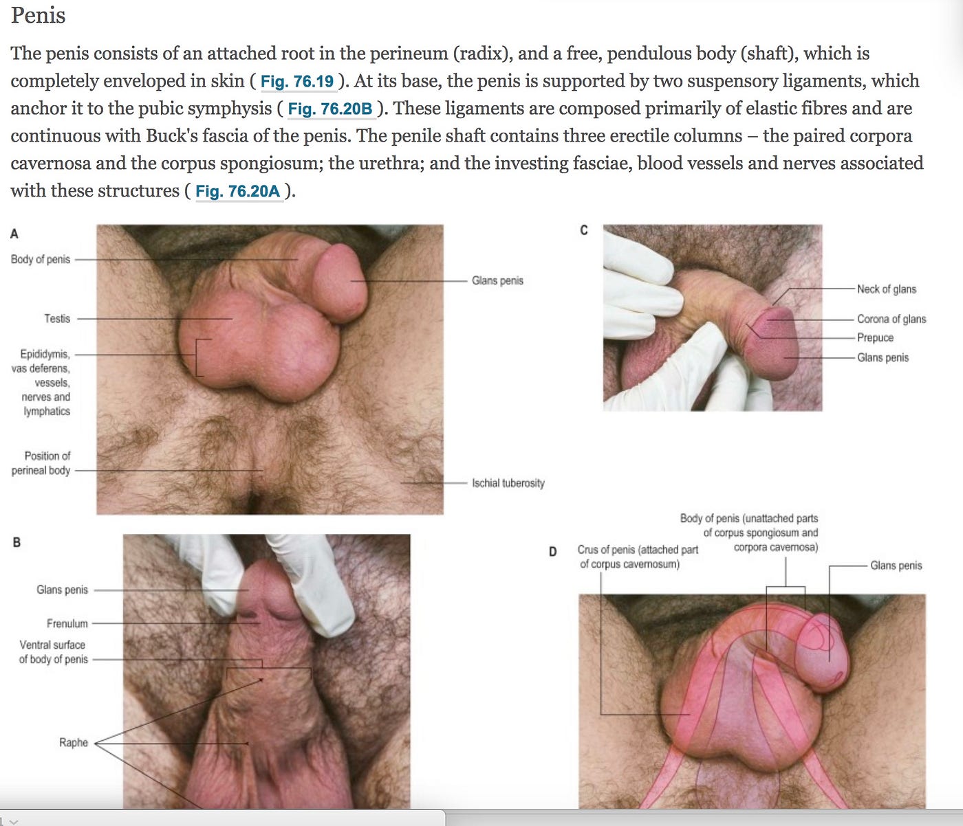 Sexism in Grays Anatomy: The Anatomical Basis for Clinical Practice, 41e |  by Jessica Pin | Medium