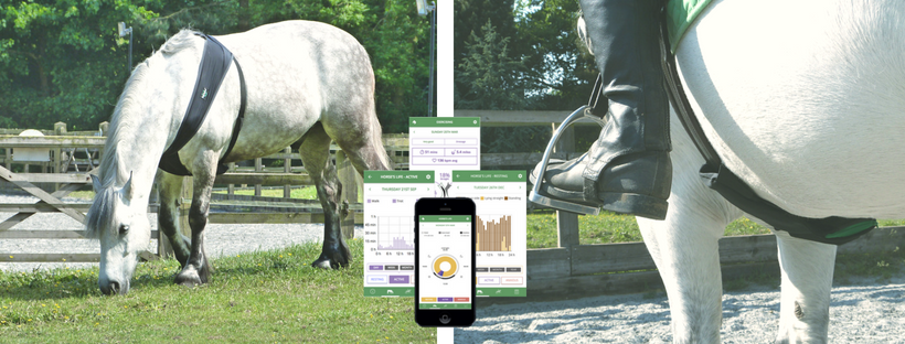 Trackener: The Fitbit for Horses. Trackener are developing the future of… |  by Capital Enterprise | CASTS Case Studies | Medium