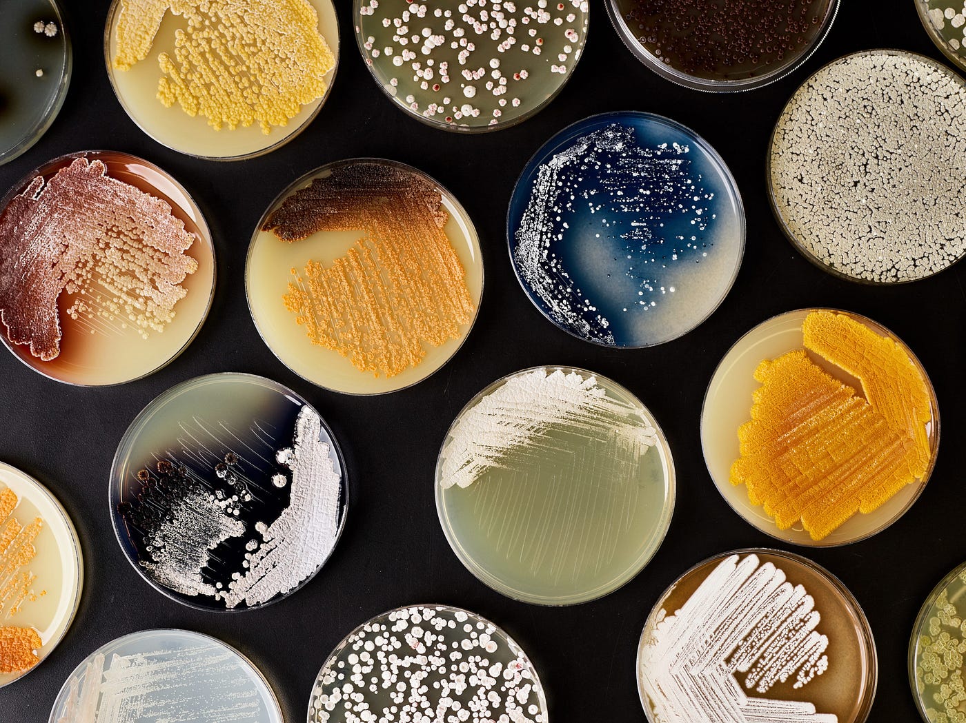 Gingko Bioworks: Engineering The Future of Organisms Through Synthetic Biology
