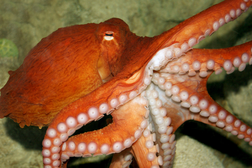 Octopus Cult ‎Smashing Peaceful Society Octopus Cult ?Smashing Peaceful Socie（Octopus Symbolism
