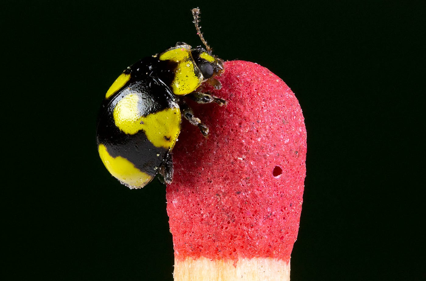 Tiny Worlds Reveal Big Secrets. Photo by the Author