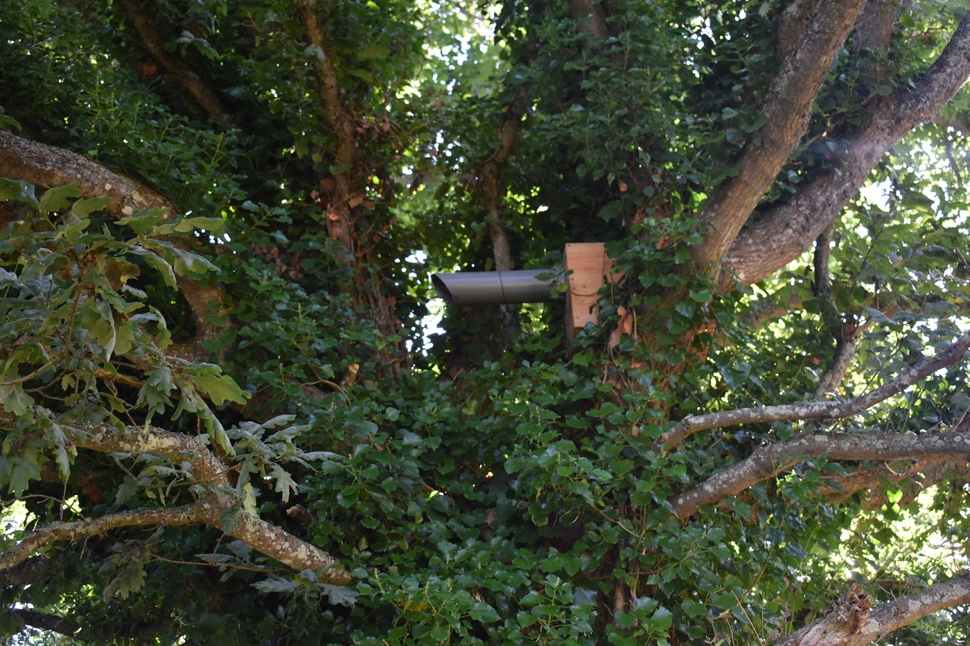 La chouette chevêche, endémique des paysages agricoles d’antan (où l’arbre était très présent) a quasiment disparu. Elle est de retour sur la ferme, et Bastien espère qu’elle y nichera avec l’aide, notamment, de ce nichoir. Le tube en PVC a été installé pour éviter que les fouines y entrent.