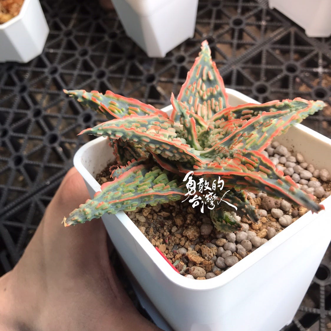 Aloe Hybrid TCT ‘SANTA’
