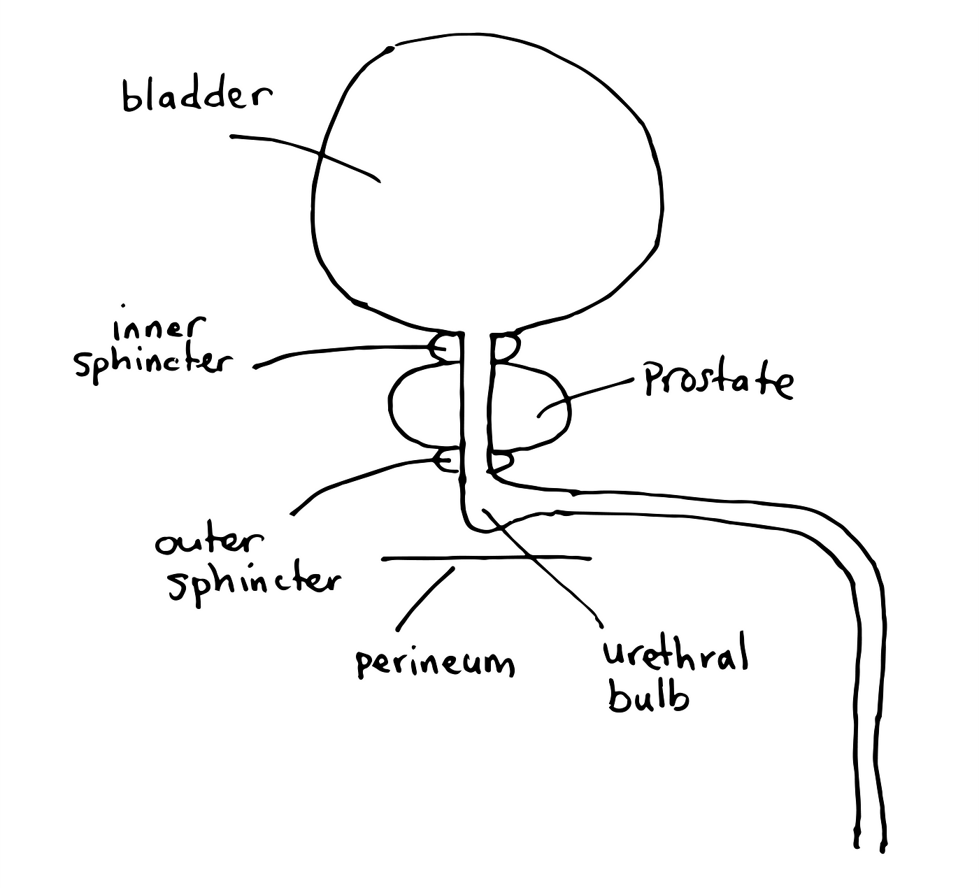 Milking the urethra