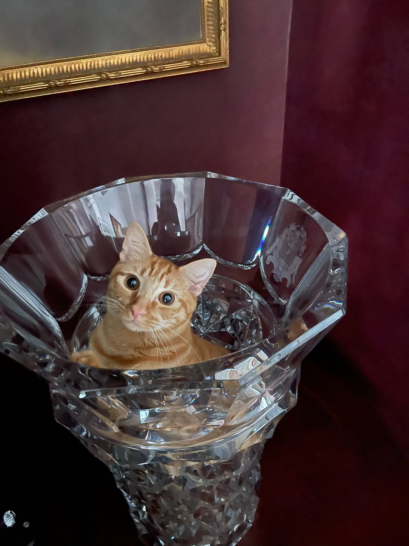 Ernie was also a victim of declawing and he’s a little off as well ;) (Author’s Photo)
