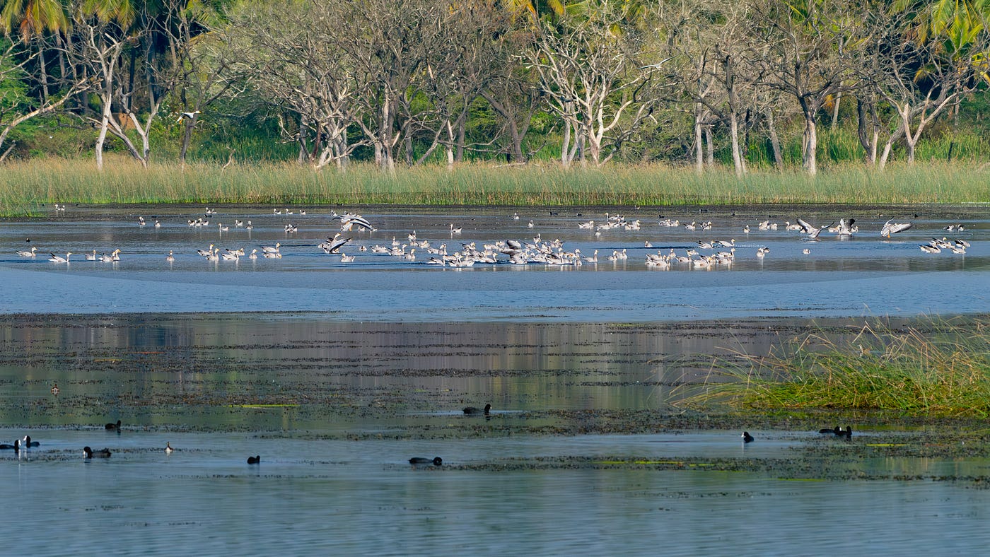 One Lake, Many Migrants, Countless Surprises