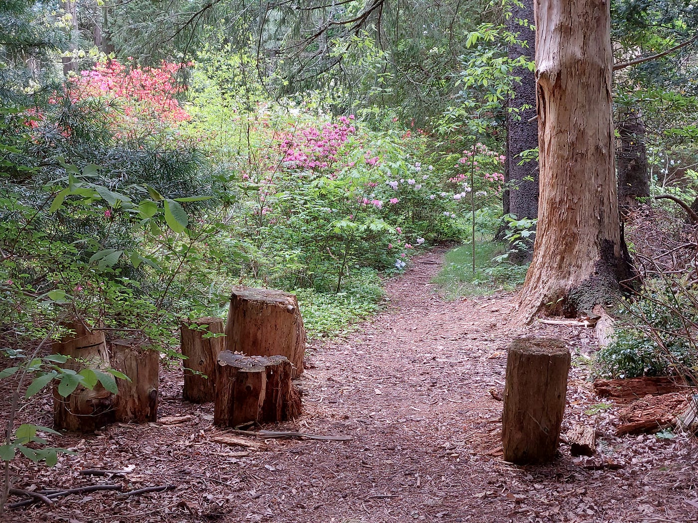 The Whispers of the Woods. Embracing Life's Lessons from Nature | by Tesie  Mills | Gain Inspiration | Medium