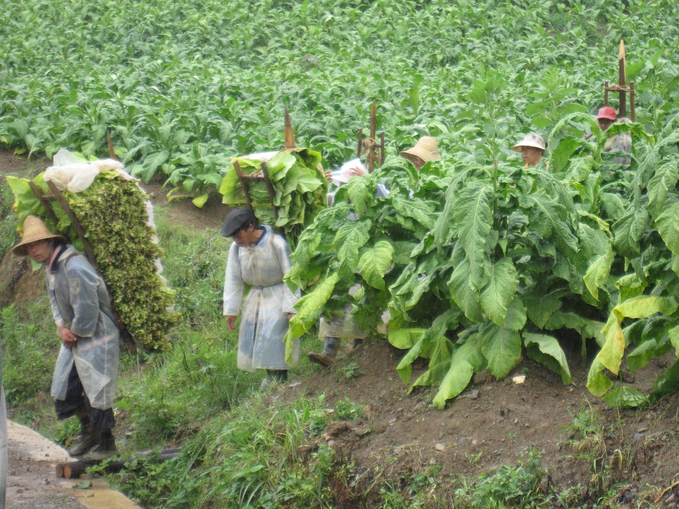 Scenes from the tobacco harvest. Why China can't quit smoking | by Mike  Watson Frick