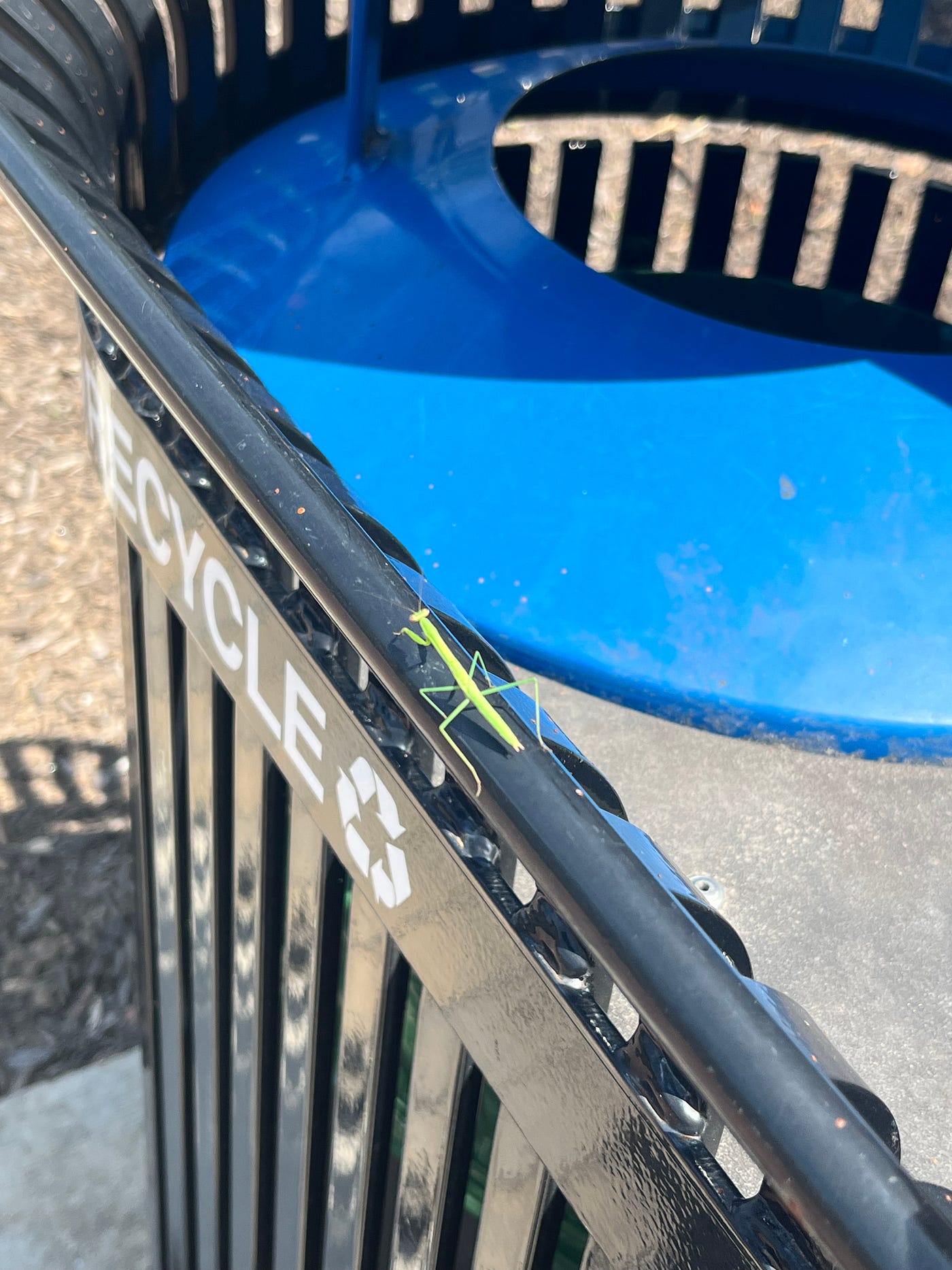 Prophetess the Praying Mantis
