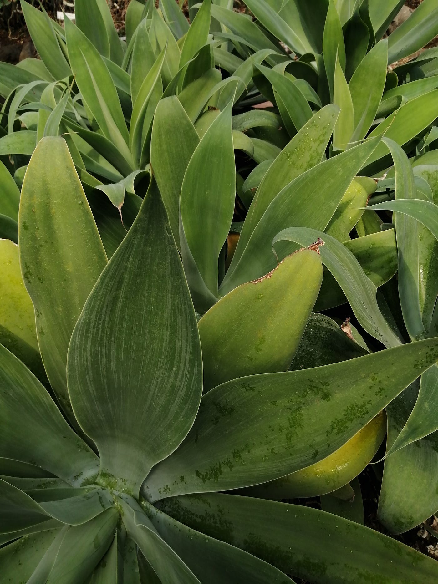 Foliage Vision: Design by Nature — Looking Only at Color and Shape: 12 Photos from the Tropical…