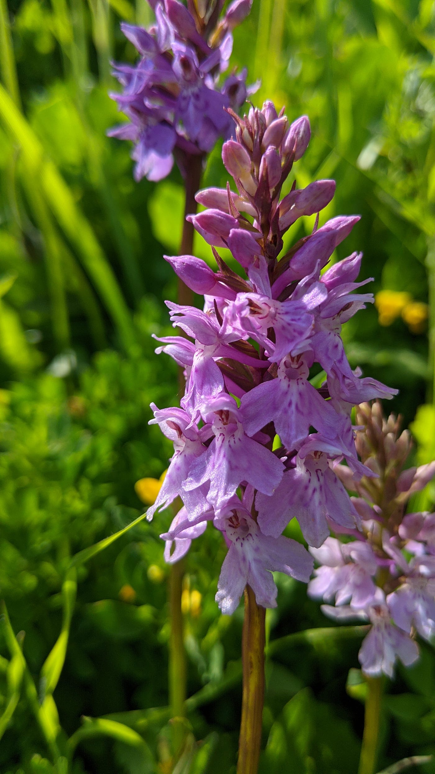 A summer spotting the wild orchids of Switzerland | by
