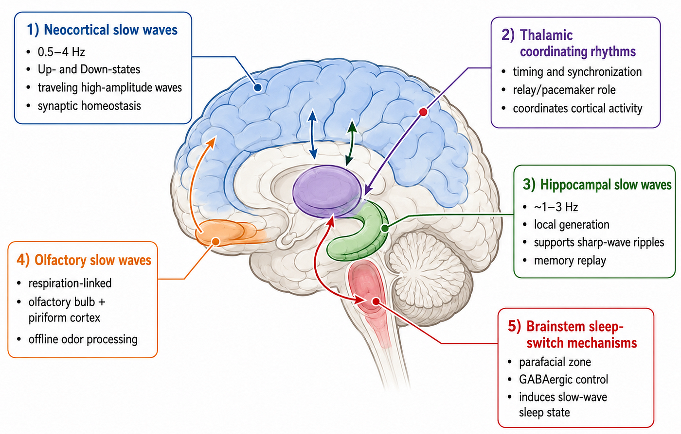 The Brain Doesn’t Play One Slow Wave During Deep Sleep — It Plays an Entire Orchestra