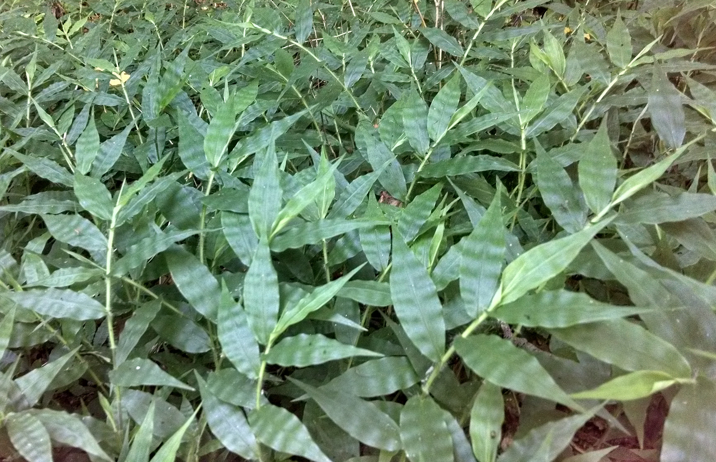 Wavyleaf Basketgrass. This is a new plant for me! I spied it… | by ...