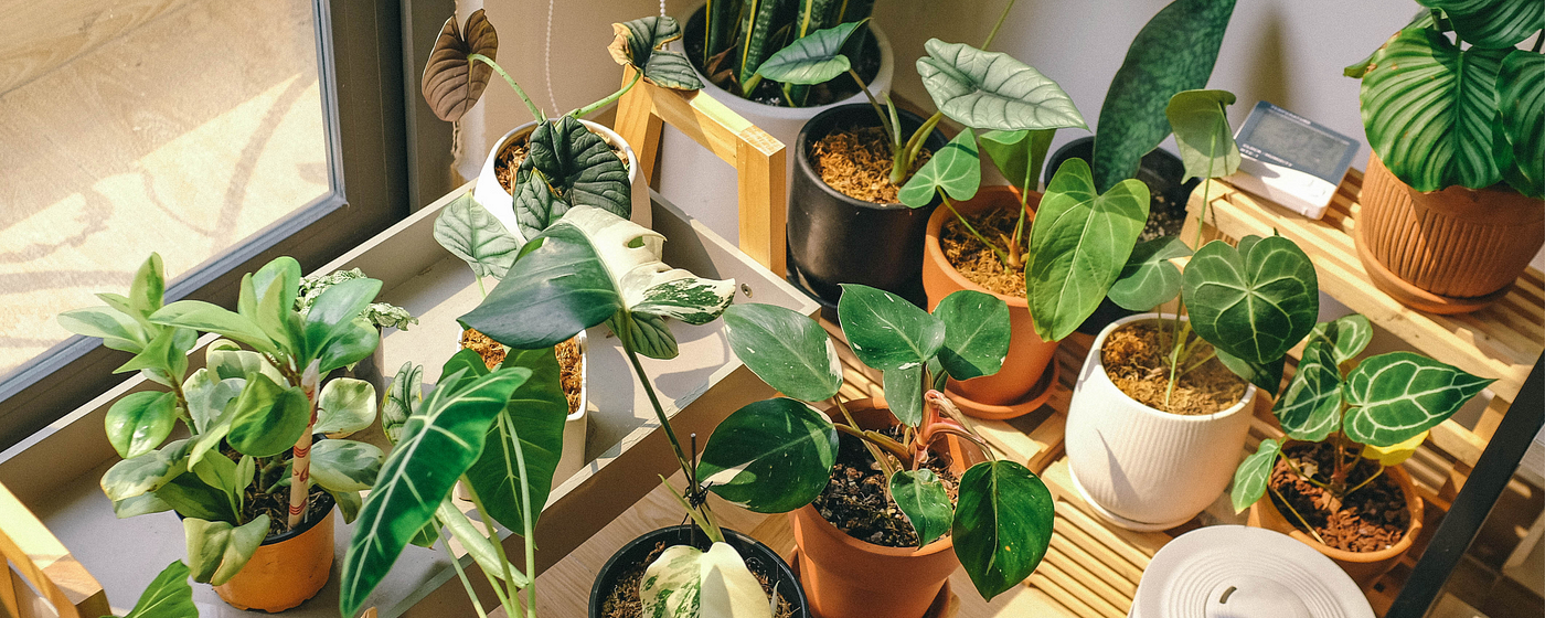 6 Low-Maintenance Potted Plants Perfect for Singapore's Urban Homes | by  Najwa Zulhisham | Medium