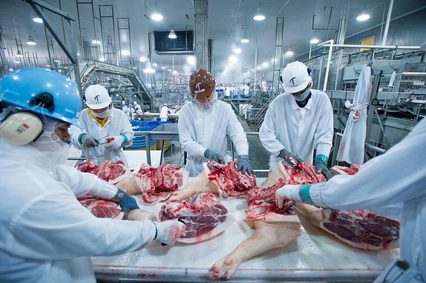 Animal Agriculture is the Biggest Cult There Is Part 4: Behavior Control