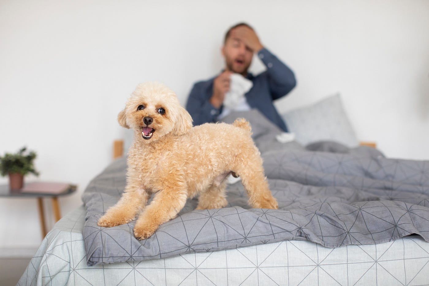 20 Reasons to Get Rid of Your Poodle