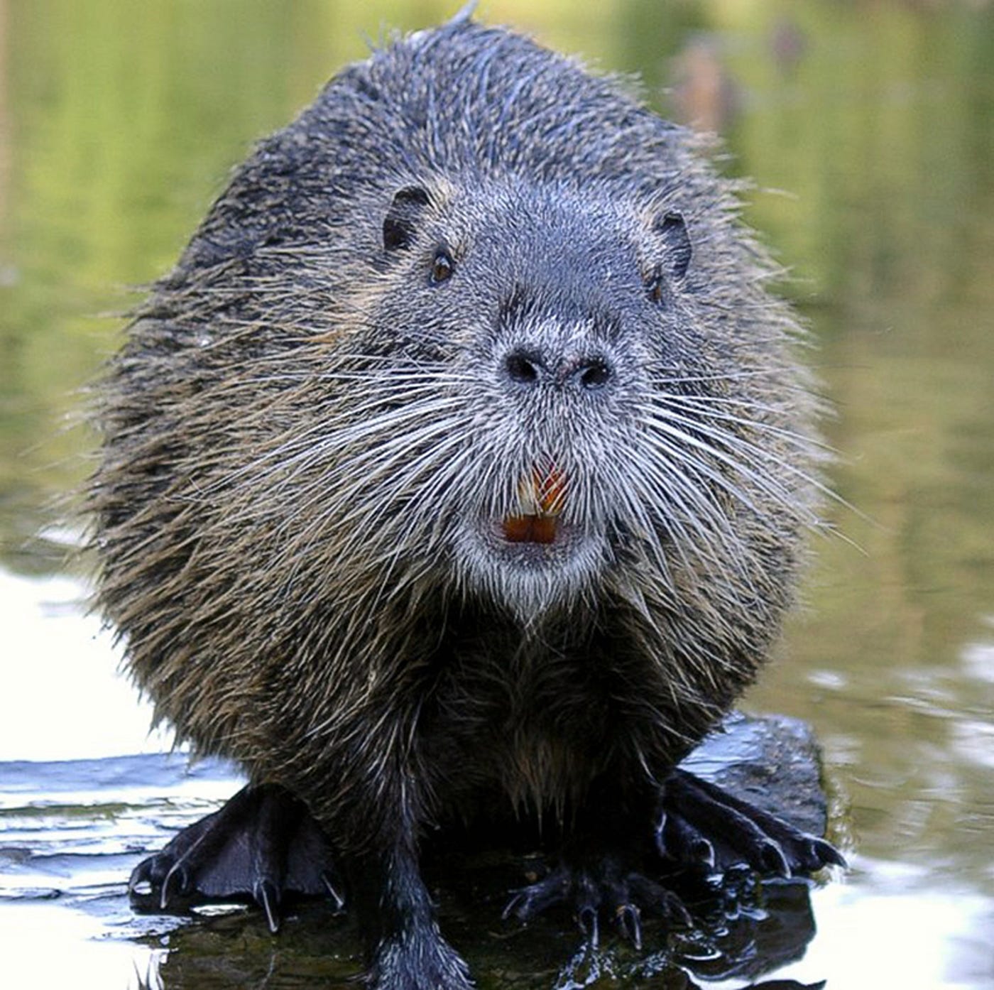 Today a beaver died in my arms.. At least twice a week I try to take my… |  by Demetrios "Jet" Deligiorgis | Medium