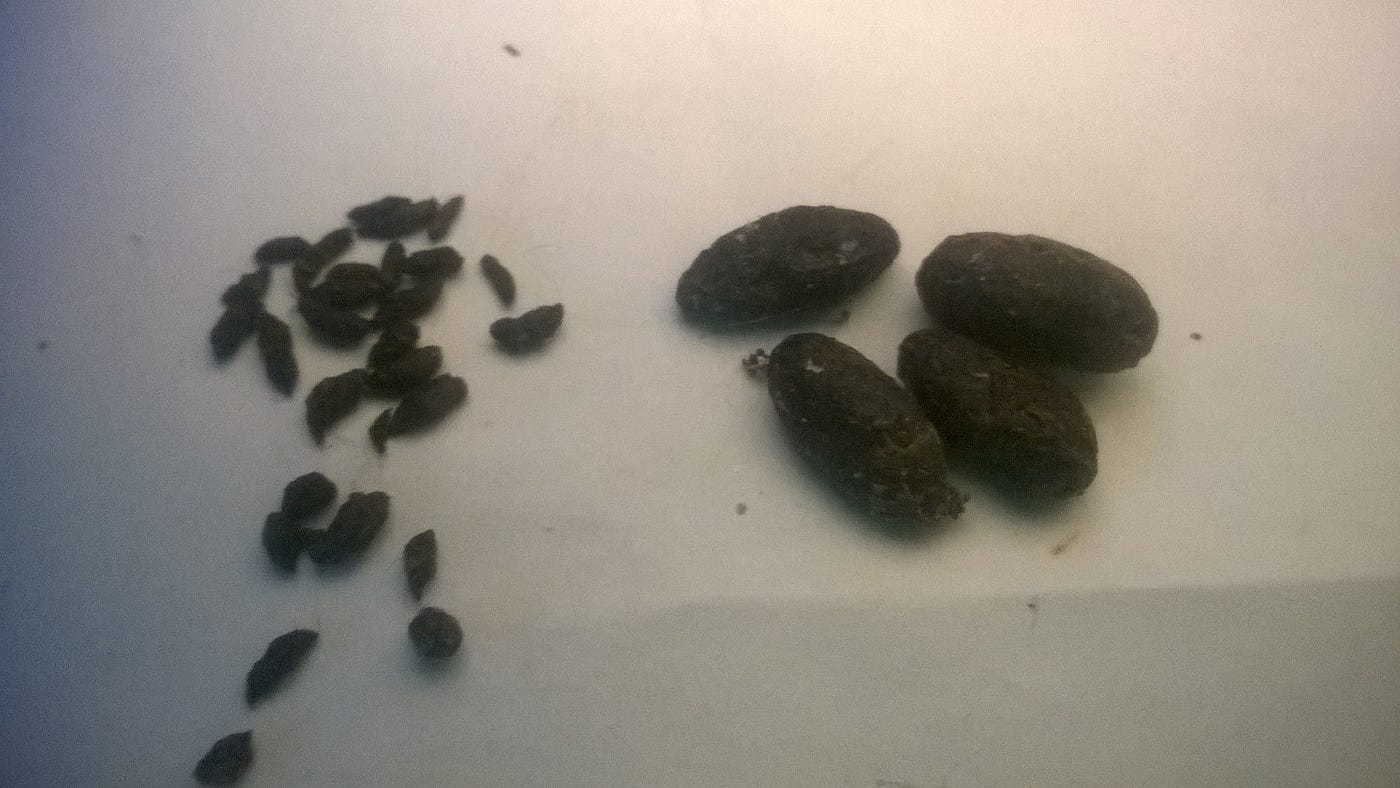 What Do Mouse Droppings Look Like?, 53 OFF alumni.uod.ac