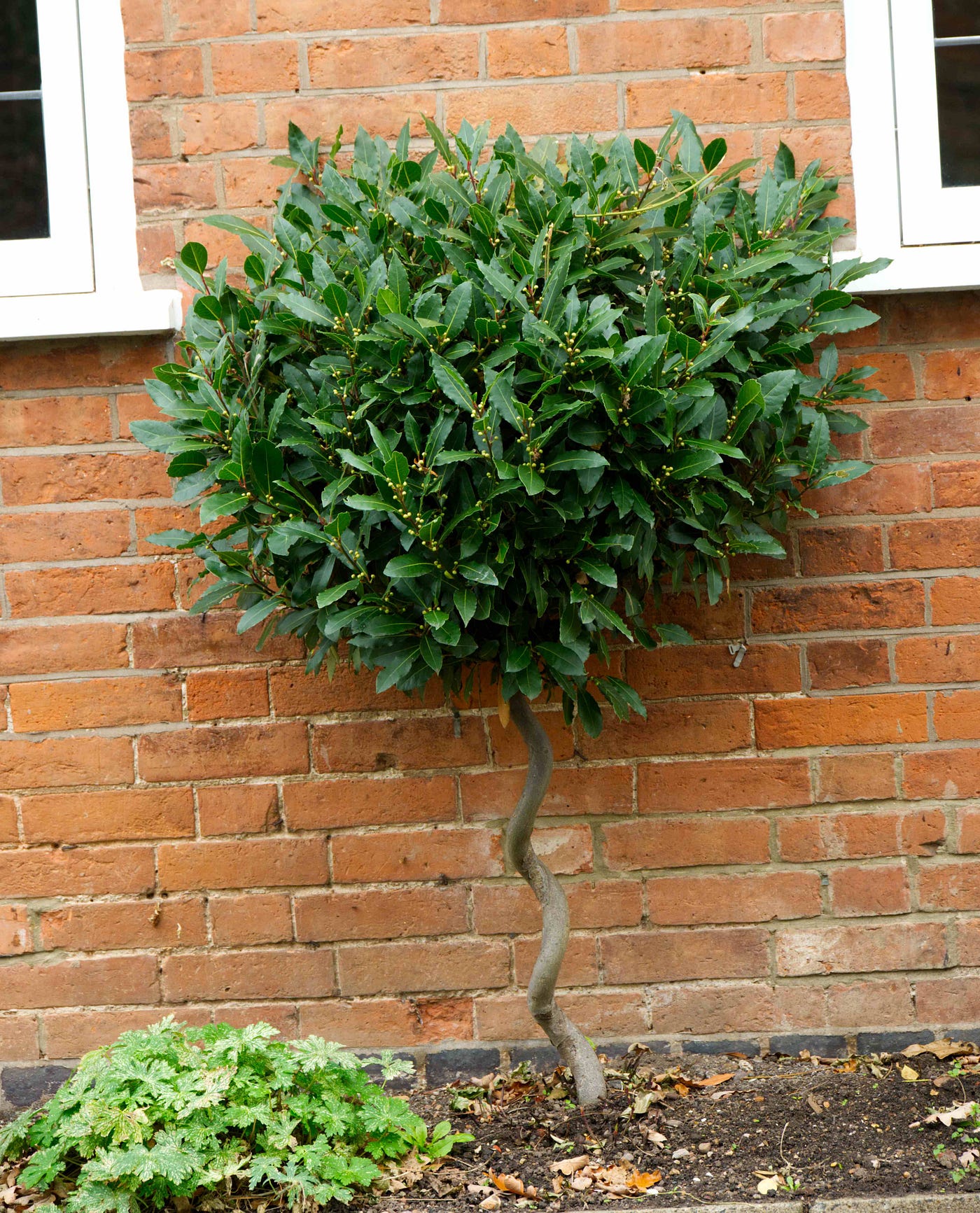 Bay Tree Topiary Hi-res Stock Photography And Images Alamy, 57% OFF
