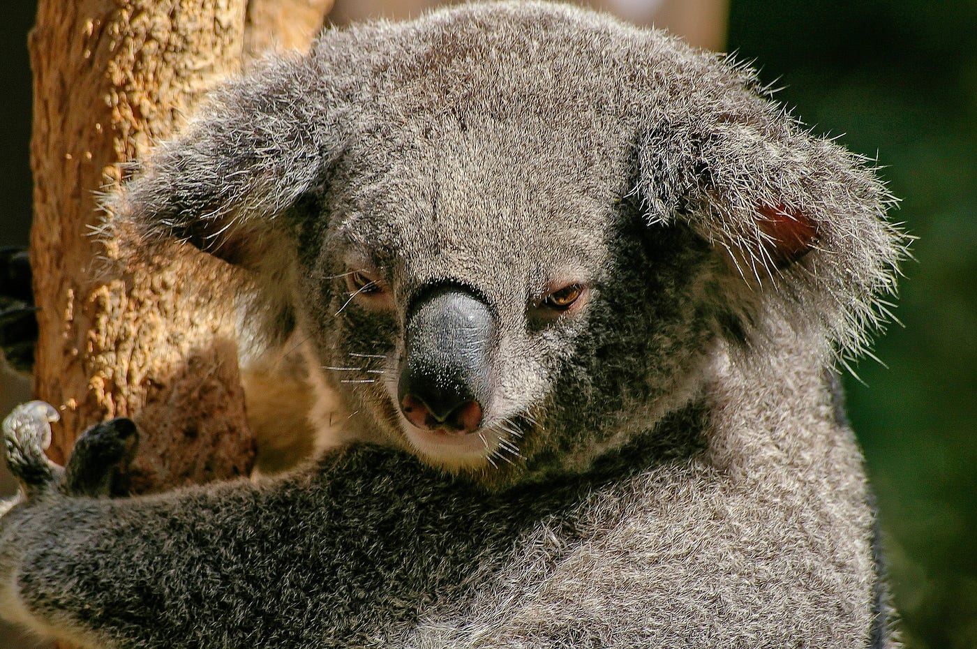 Drop Bears: University of New South Wales researchers uncover