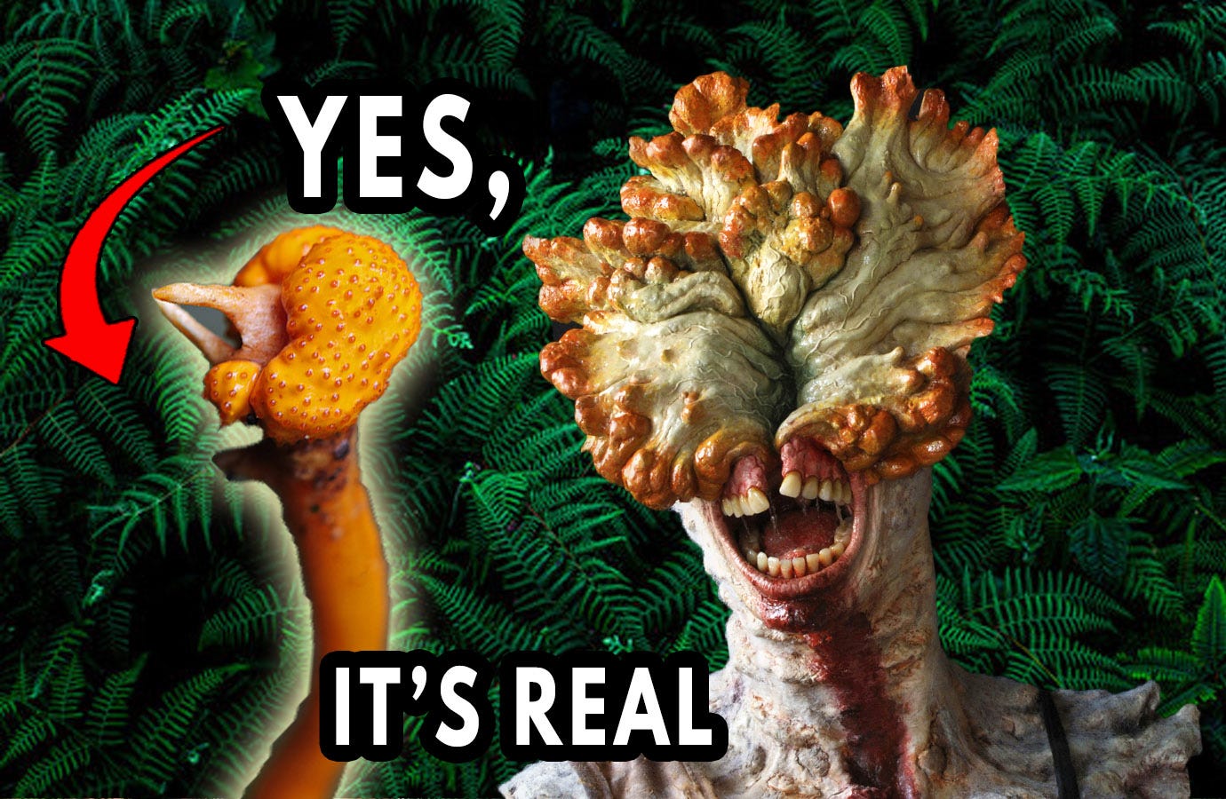 Zombie apocalypse: Fungus creating havoc in The Last of Us exists in real