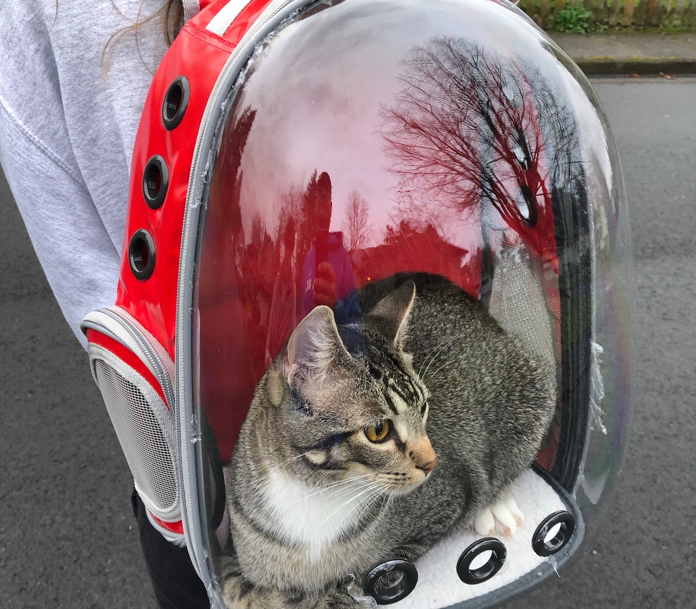 My sales cat backpack