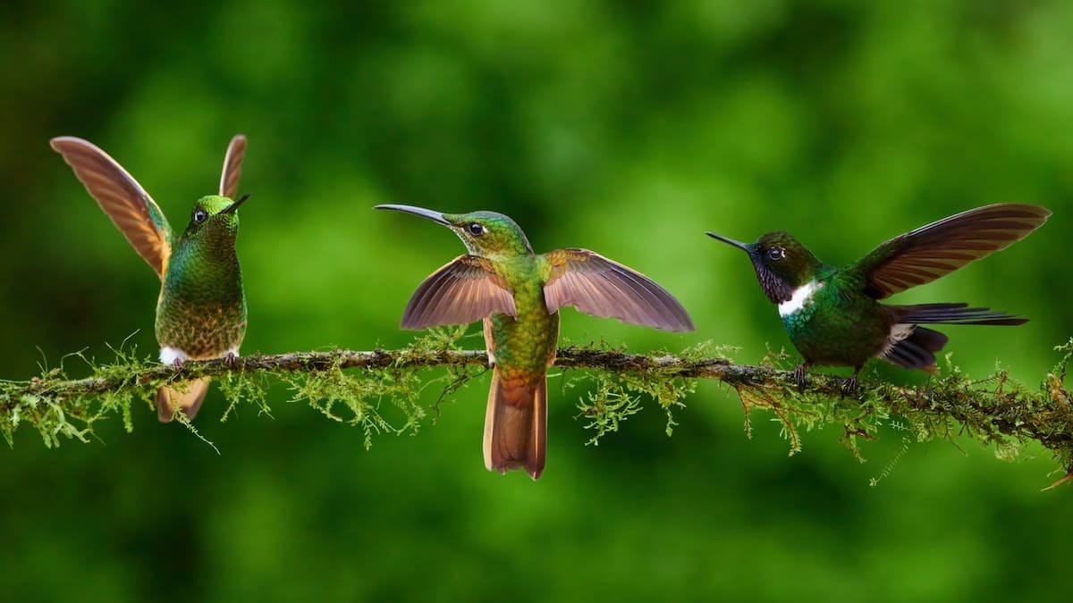 What Kinds Of Birds Are Green? » Green Plumage Colours - Bird Buddy Blog
