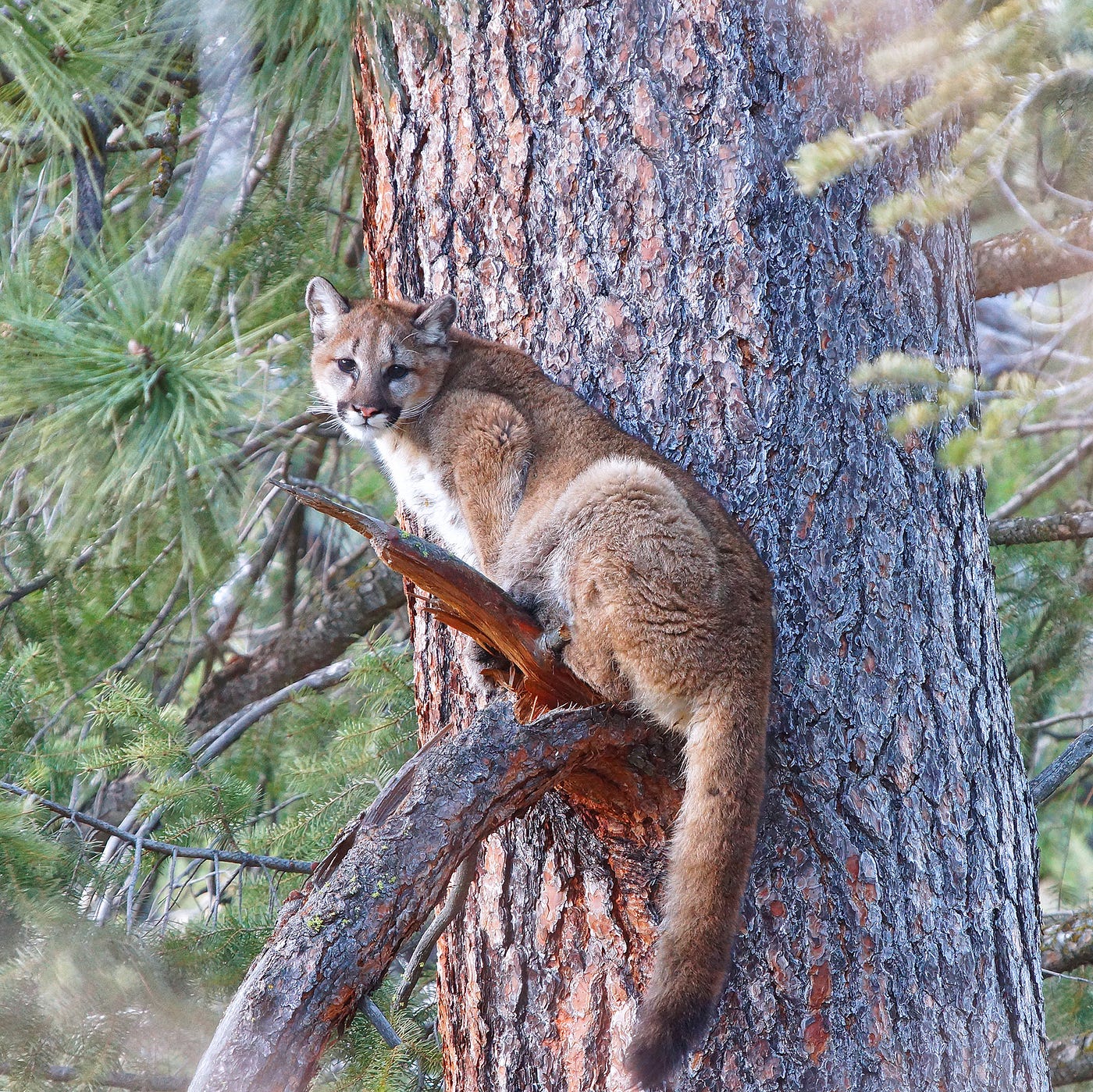 Using cougar tooth data to understand the cougar age structure on the  landscape | by The Washington Department of Fish and Wildlife | Medium