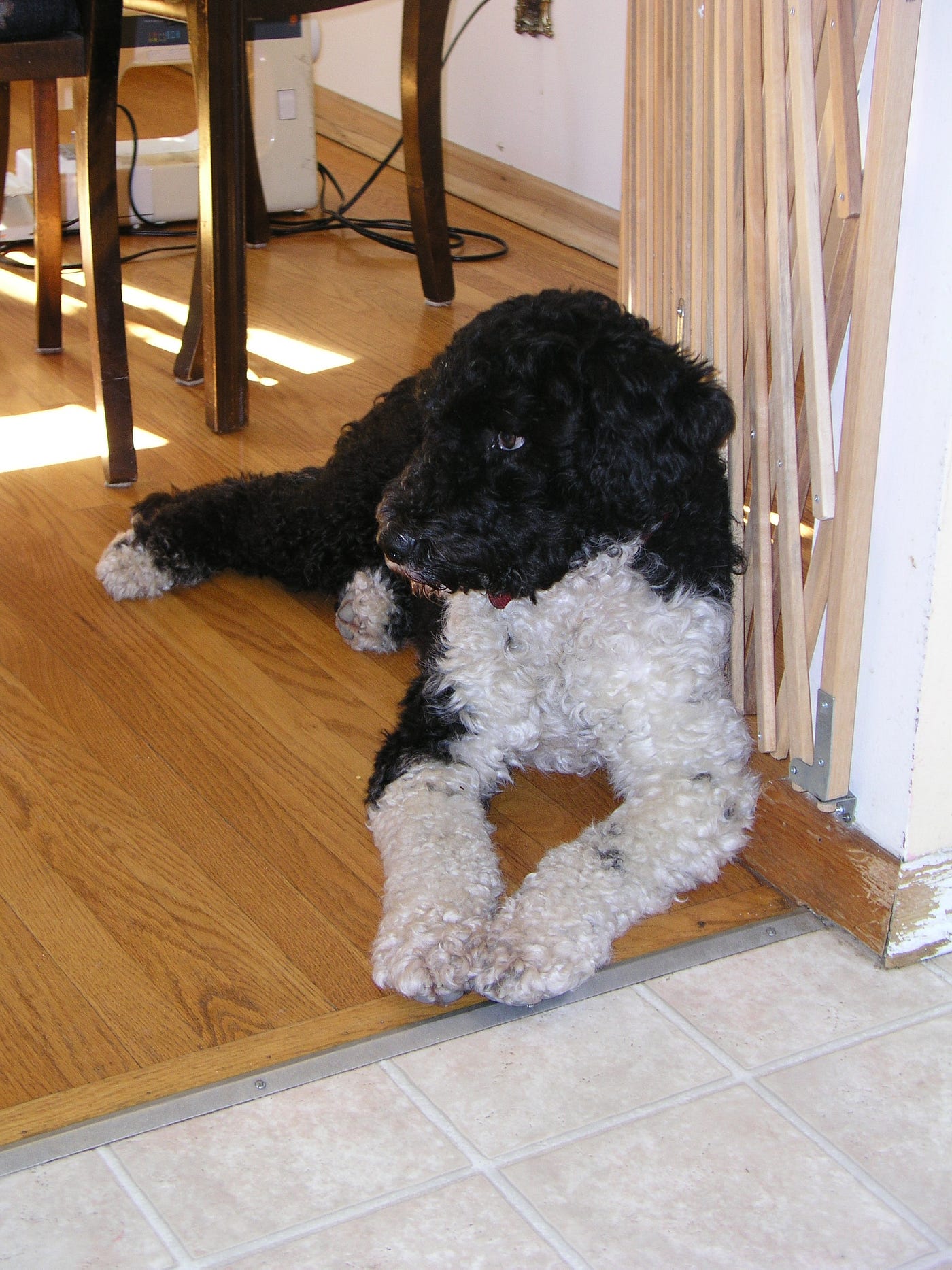 Photo of Oreo by author