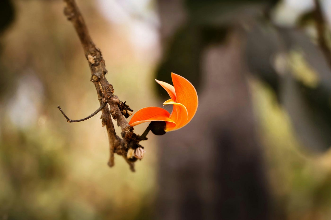 Palash: The Fire That Burns Through the Forest… and Straight Into Your Heart