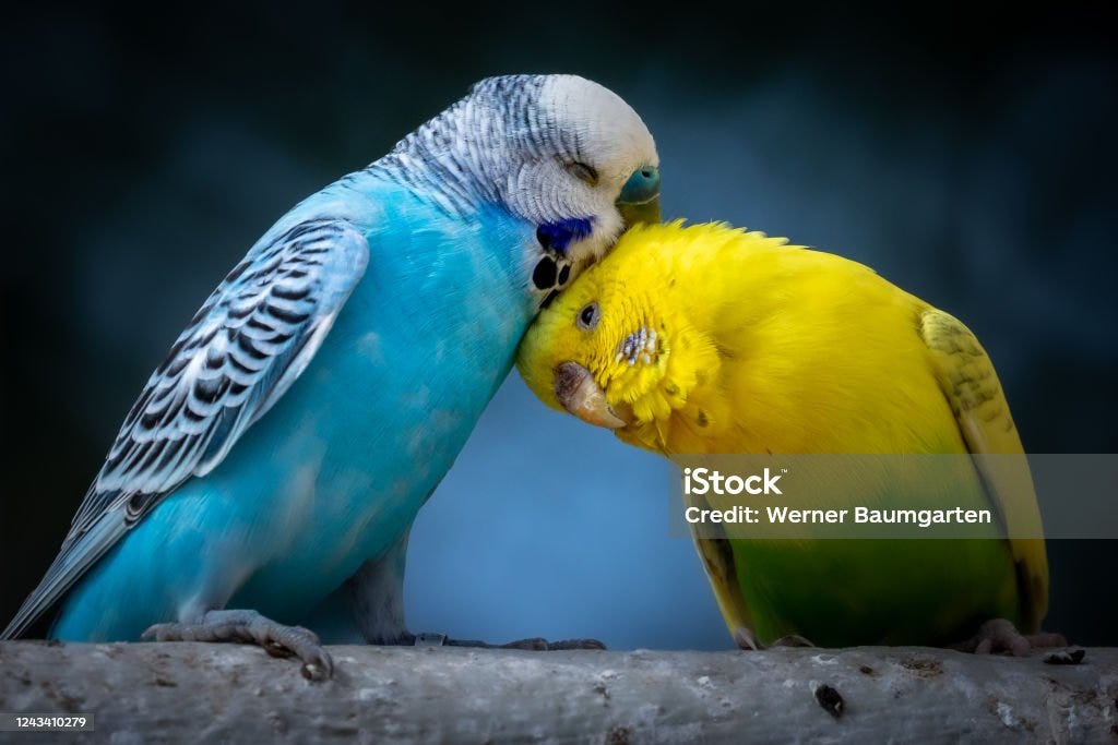 El secreto del color de las plumas de los pájaros - Blog de CIM Formación
