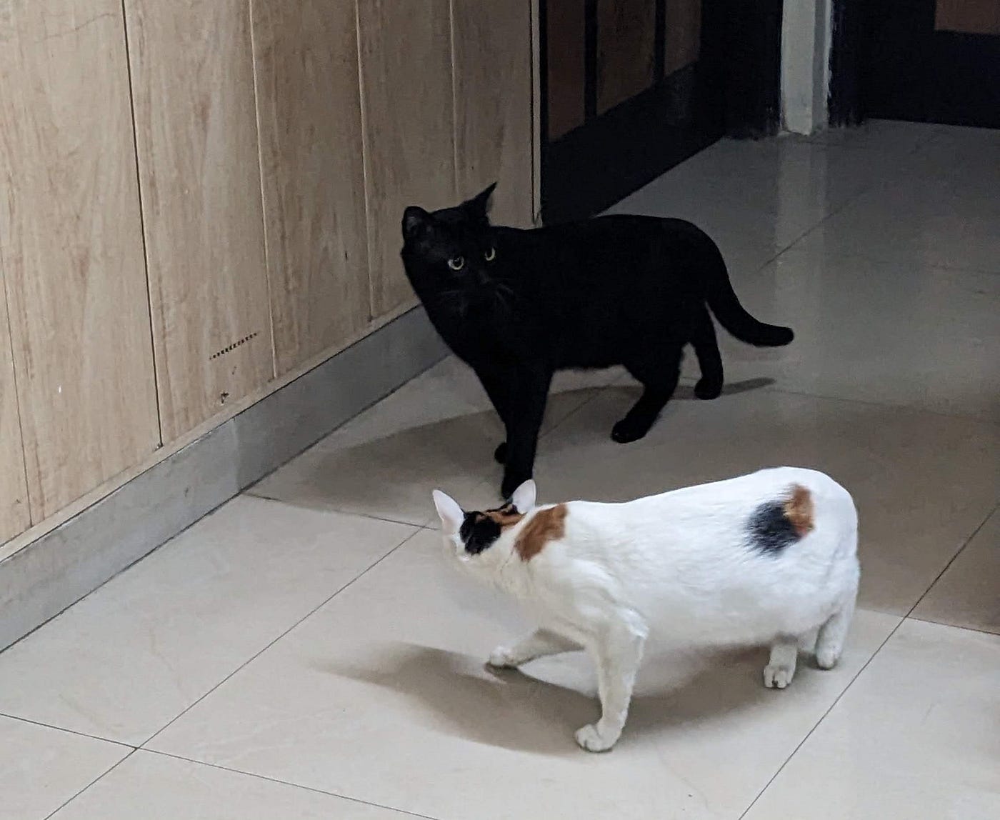 Meet my cat friends. How I became friends with many cats…, by Soumya Gupta