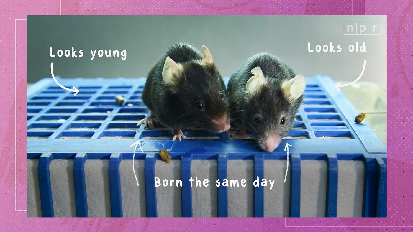 Review Article on ageing — by Anik Biswas