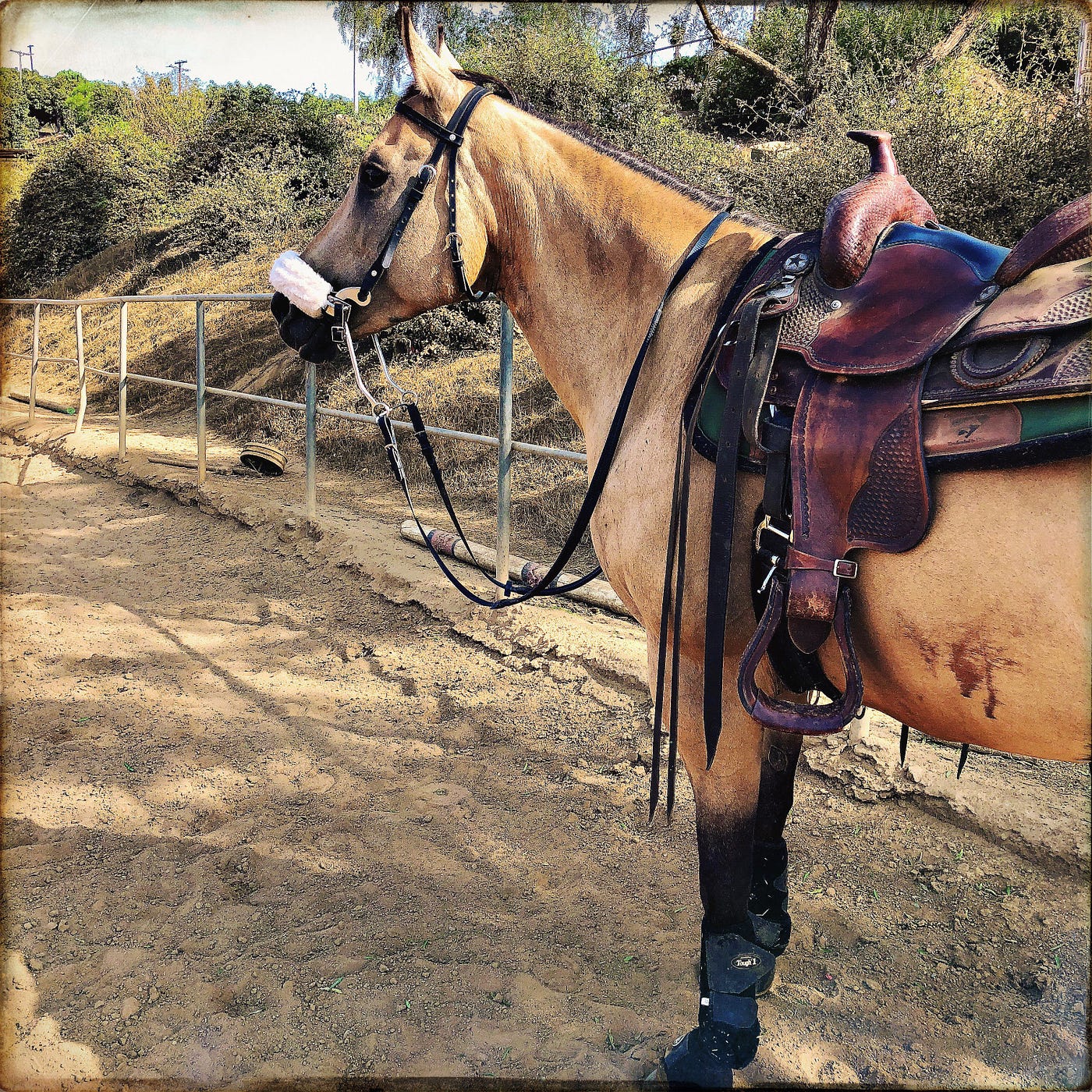 How Not to Impale Yourself While Jumping in a Western Saddle: Adult Horse  Camp Day 2 | by Christine Benton | Medium