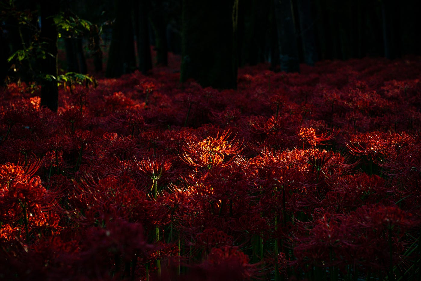 Trip,Japan, Kinchakuda Manjushage Park, to photograph the fantastical red spider  lilies | by Tomoya | Medium