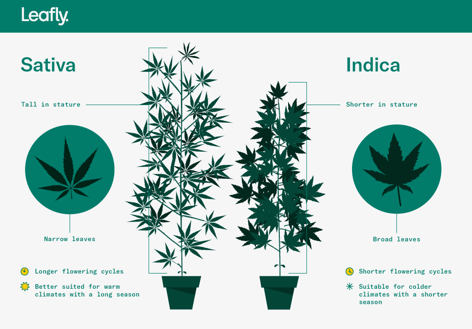 money tree plant food Green Leafy Plant - The Dinero main image 1