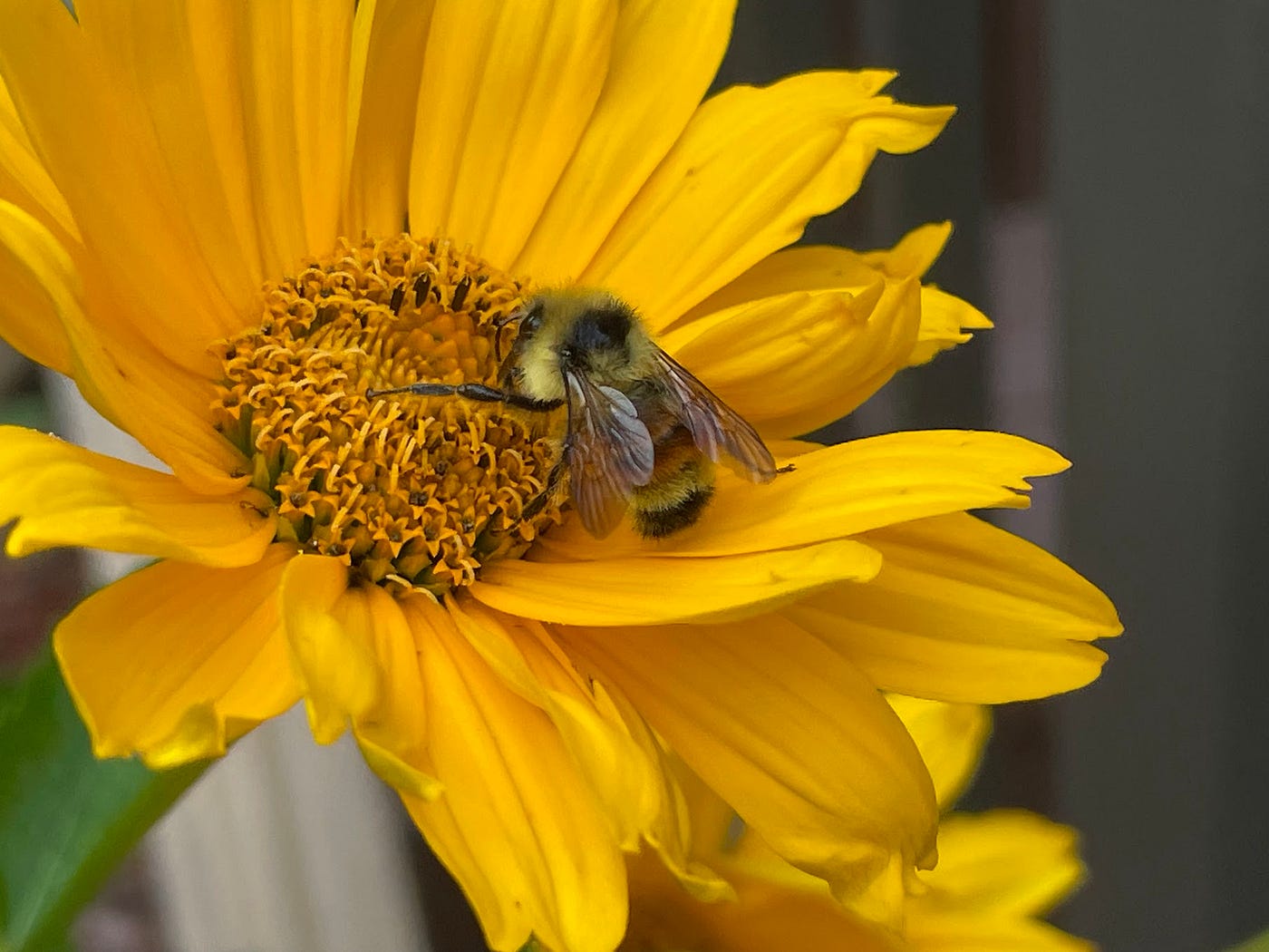 Bumblebee on Heliopsis in my yard this summer. © Carol Labuzzetta, 2025.