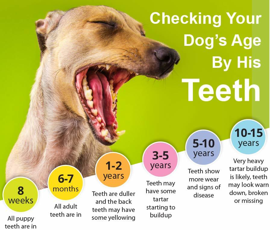 what-age-do-puppies-teeth-fall-out