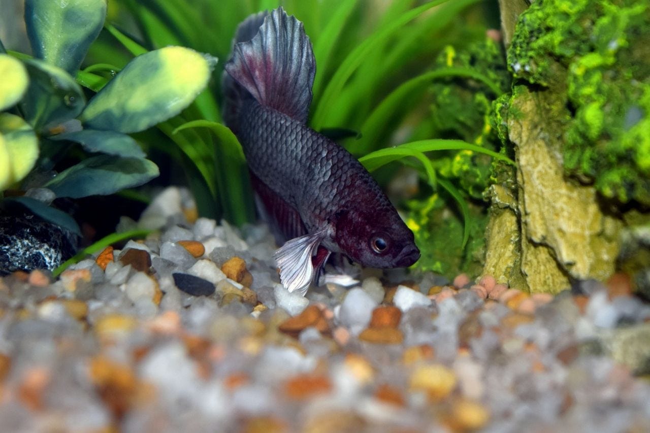 Do Betta Fish Lay On Their Side?. Betta fish, also known as