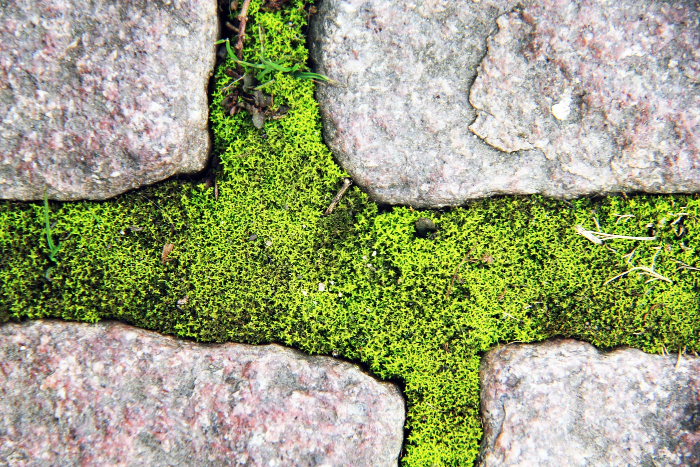Urban Moss, The Perfect Plant to Test Our Blindness