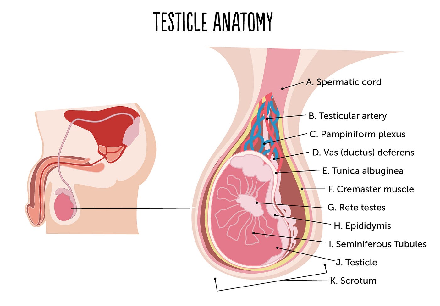 8 Ball-Busting Testicle Myths Men Wish Women Would Stop Believing by Carlyn Beccia Sexography Medium photo