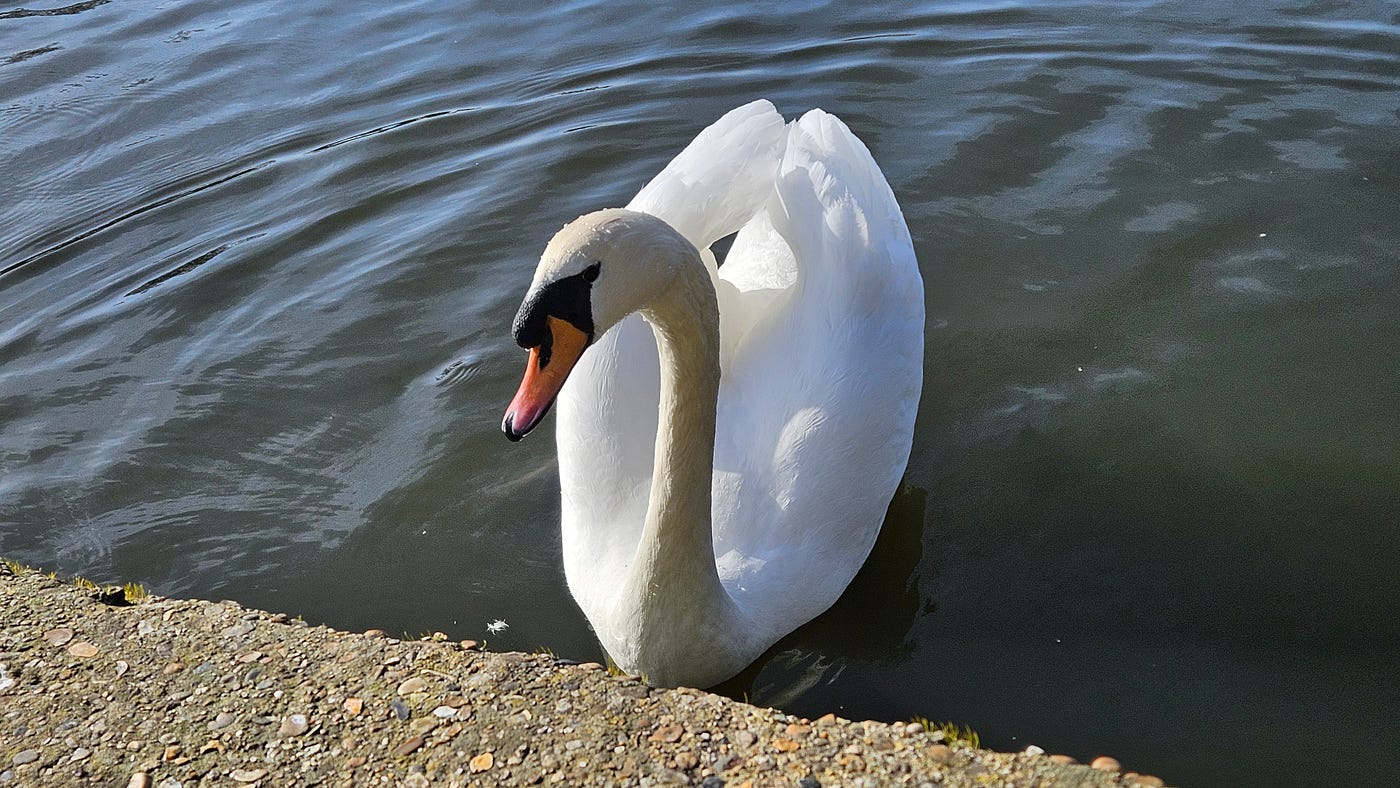 A mute swan — Credit: Author
